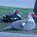 Muscovy Duck