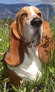 How to install Basset Hounds Jigsaw Puzzle 1.0 apk for bluestacks