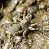 Ground Wolf Spider