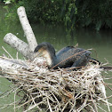 Double-crested Cormorant