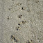 Raccoon tracks