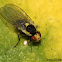 Leaf Miner Fly