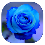 Blue Rose Live Wallpaper Apk