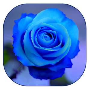 Blue Rose Live Wallpaper.apk 1.3
