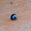 Blue Ladybeetle