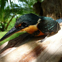 american pygmy kingfisher