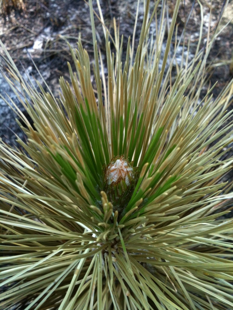 Long-leaf Pine growth bud