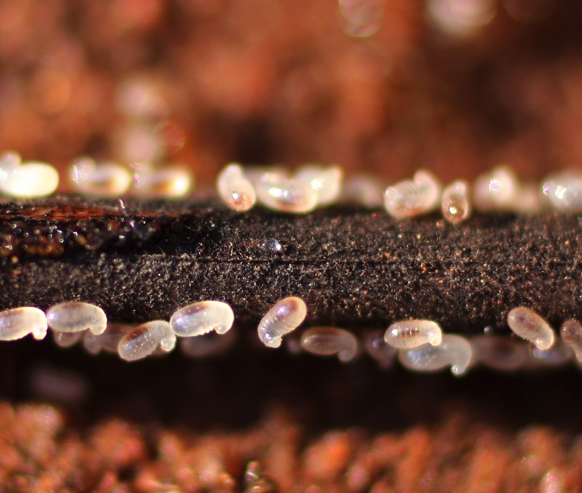 Brown house ant eggs