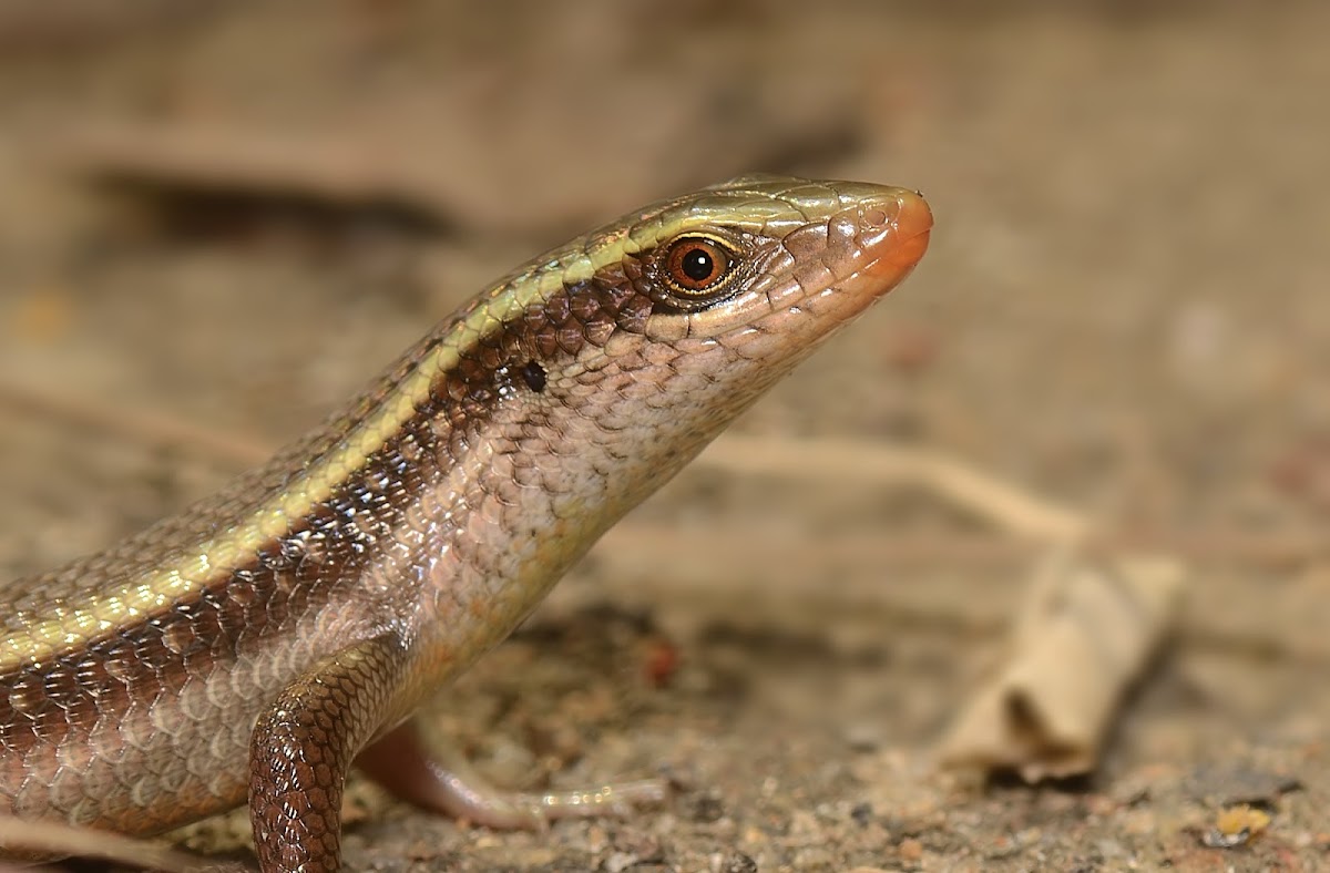 Common Indian Skink
