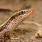 Common Indian Skink