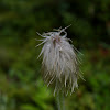 Western pasqueflower (achene)