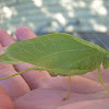 unknown katydid