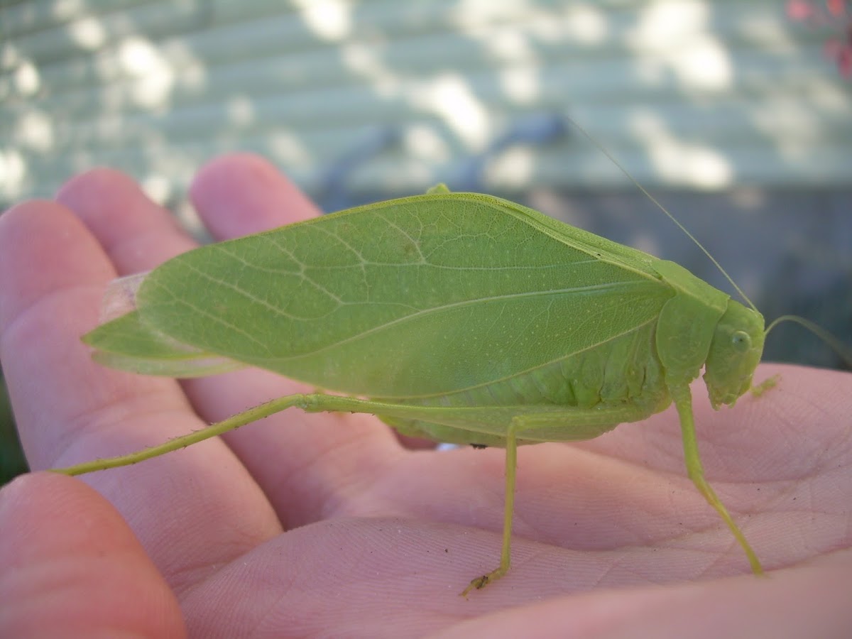 unknown katydid