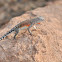 Greater Earless Lizard