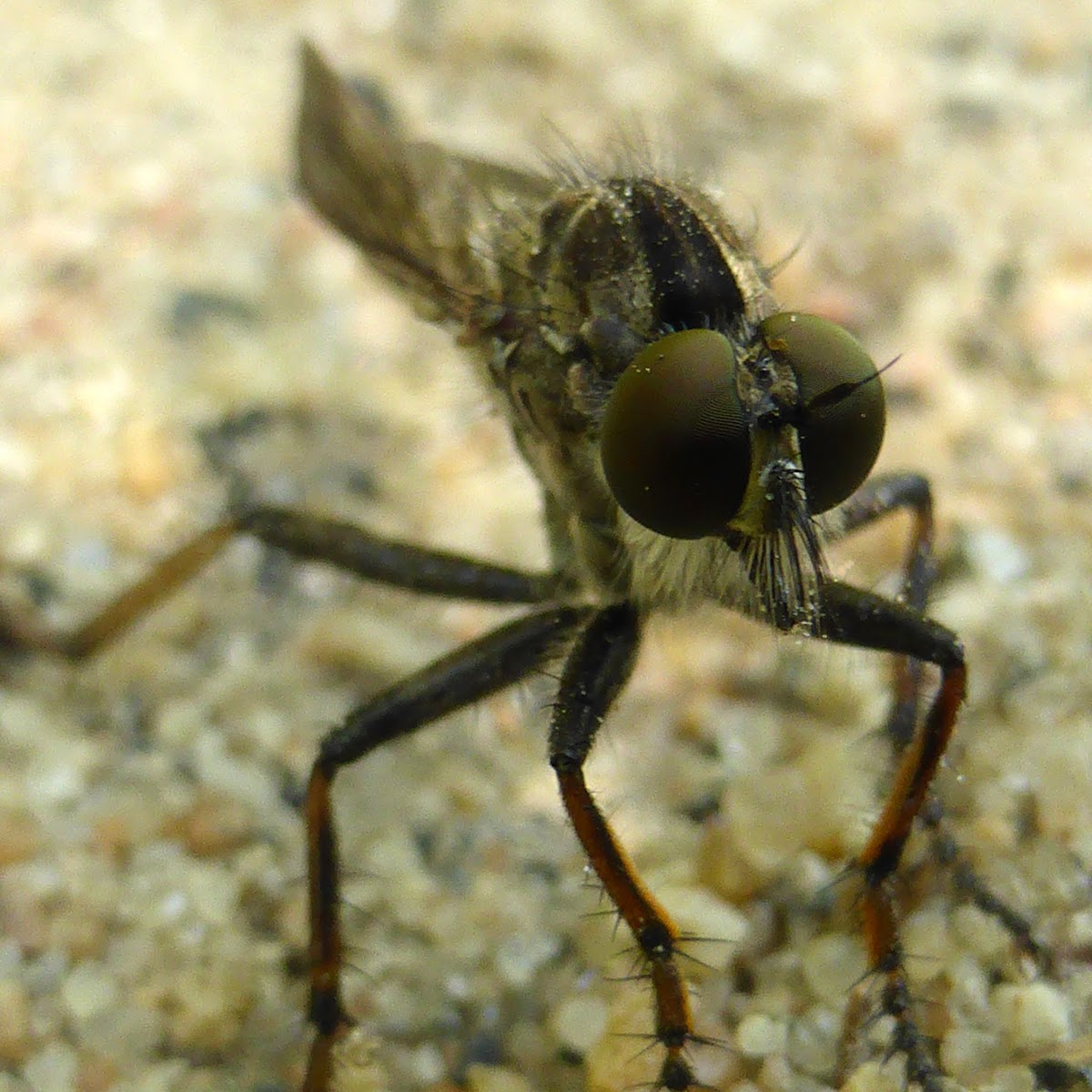 Brown Robber Fly