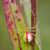 Enoplognatha ovata