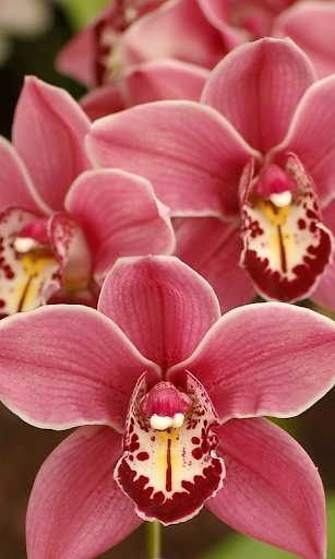 Orchids Live Wallpaper