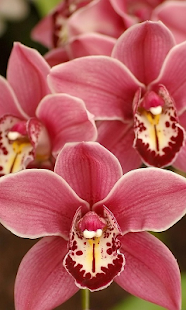 How to mod Orchids Live Wallpaper 1.0 mod apk for laptop