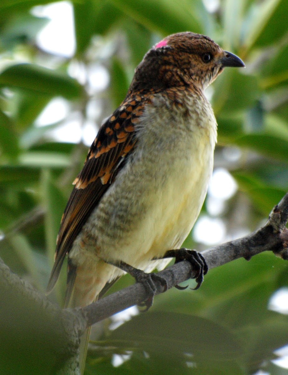 Spotted Bowerbird