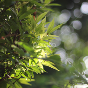 Here is the New Day by Agus Wibowo BlackStyle - Nature Up Close Leaves & Grasses
