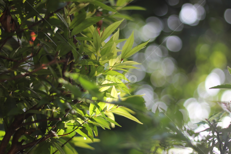 Here is the New Day by Agus Wibowo BlackStyle - Nature Up Close Leaves & Grasses