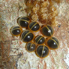 Hairy Fungus Beetles