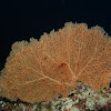 Gorgonian Sea Fan