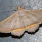 Lesmone Moth