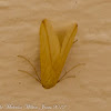 The Vestal Moth
