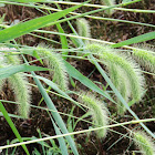 Giant foxtail