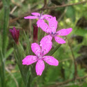 Deptford Pink