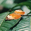 Itys leafwing