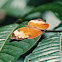 Itys leafwing