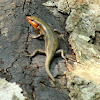 Five-lined skink, male