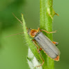 Soldier beetle