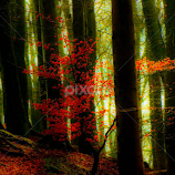 Last Autumn leaves  by Catherine Cross -  