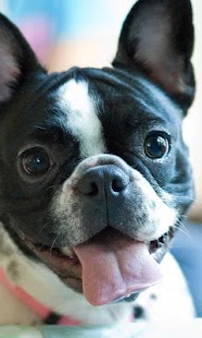How to install French Bulldogs HD Wallpapers 1.0 mod apk for android