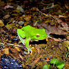 Taipei tree frog