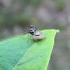 wasp preying on jumping spider