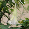 Angel's Trumpet