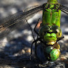 Cameo Green Dragonfly
