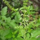 honey bee on tulsi plant