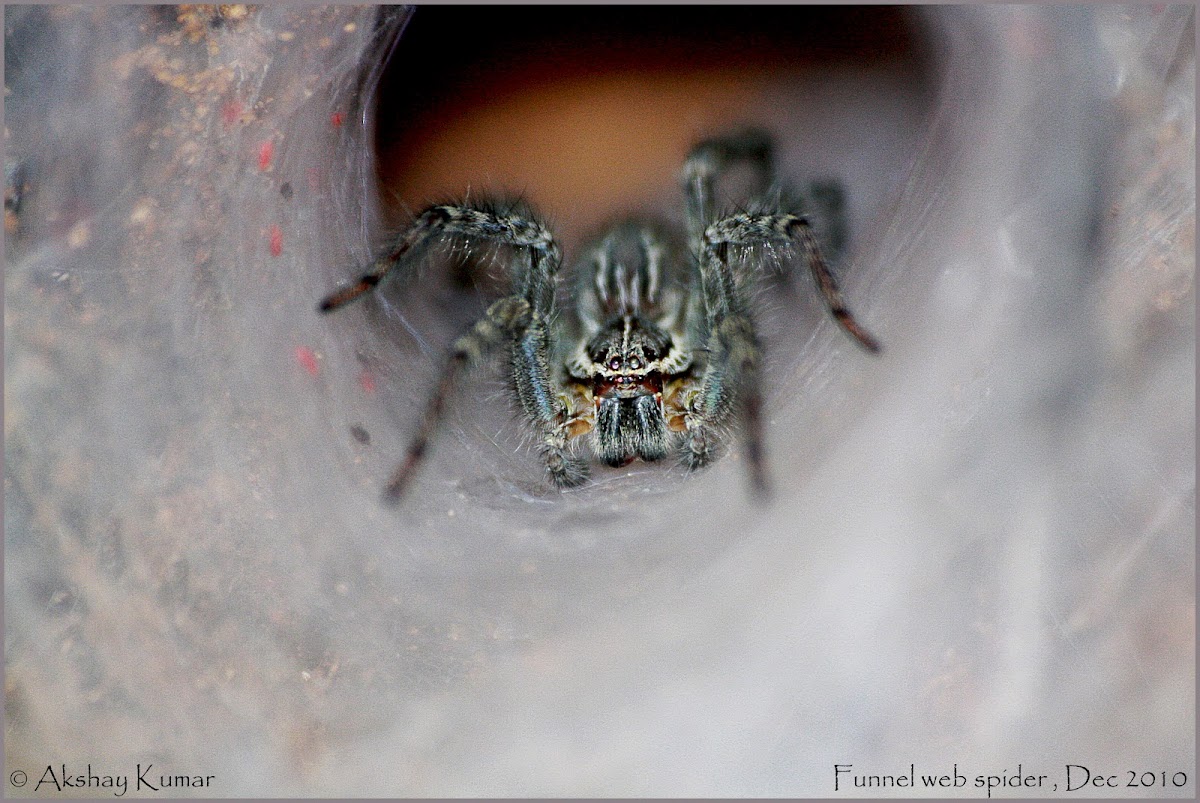 Grassland Funnel Web Spider