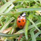 Seven-Spot Ladybird