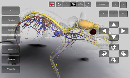 【免費教育App】3D Rat Anatomy-APP點子