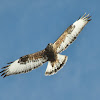 Rough-Legged Hawk