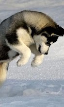 Huskies Wallpapers APK Download for Android