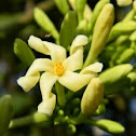 papaya (male)