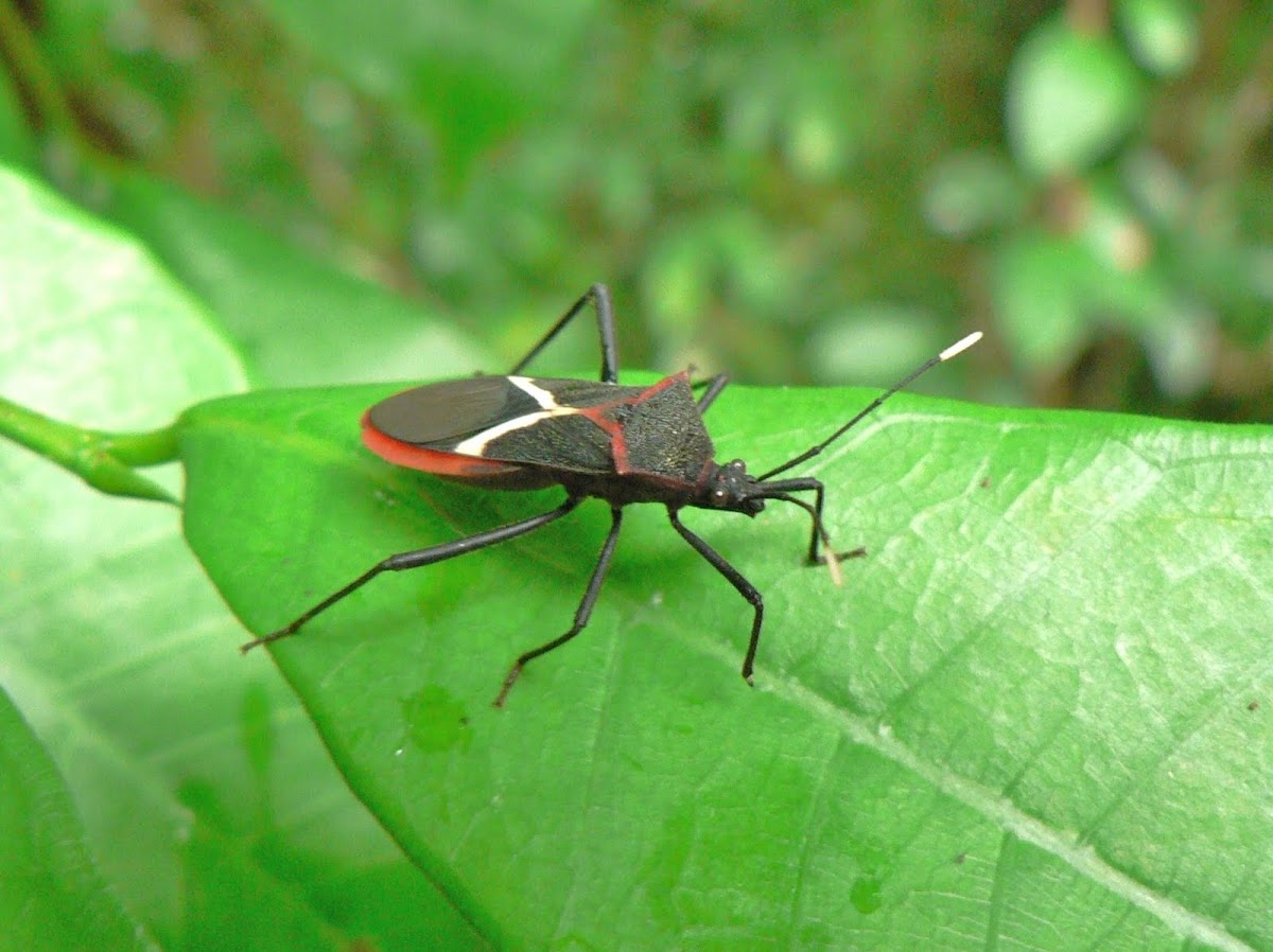 Heliconia Bug