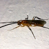 Unidentified Bug